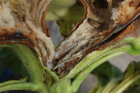 Bacterial Stalk And Head Rot