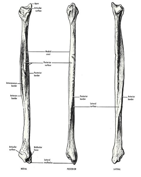 Fibula Bone Anatomy Bone And Spine