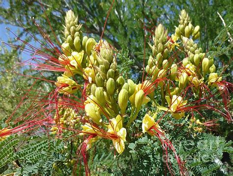 Shop.alwaysreview.com has been visited by 1m+ users in the past month Nature Lovers Sonoran Desert plant and animal ID | Rocky ...