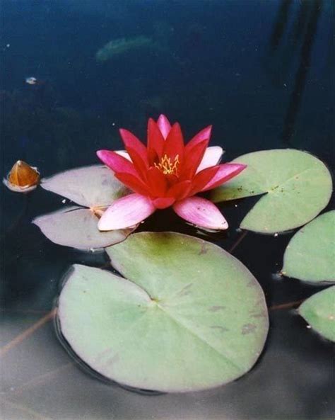 Attraction Hardy Red Water Lily Attraction One Of The Most Popular