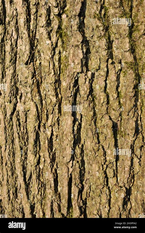 Close Up Of Rough Textured Common Ash Tree Bark With Green Moss In The