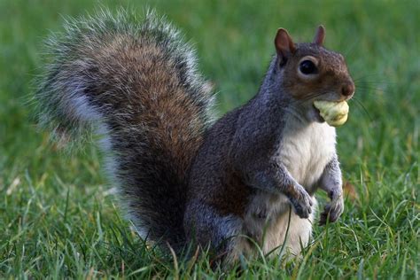 Eating Acorns Might Be Uk Food Trend For People And Squirrels Eater