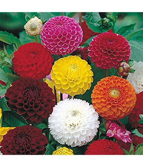 We did not find results for: Dahlia Mix Colour Flower Garden Seeds: Buy Dahlia Mix ...