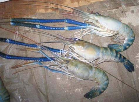 Freshwater Prawns Food For Thought Pinterest