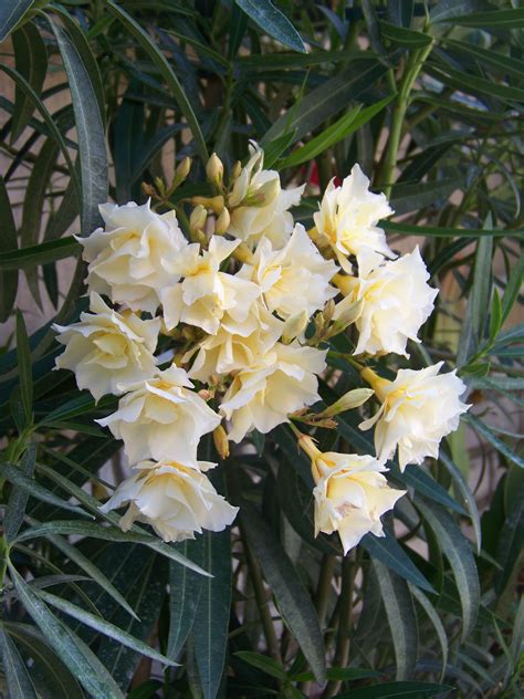 Nerium oleander (oleander) is an evergreen shrub of the apocynaceae family that thrives principally in subtropical regions. Oleander | Oleander, Plants, Flowers