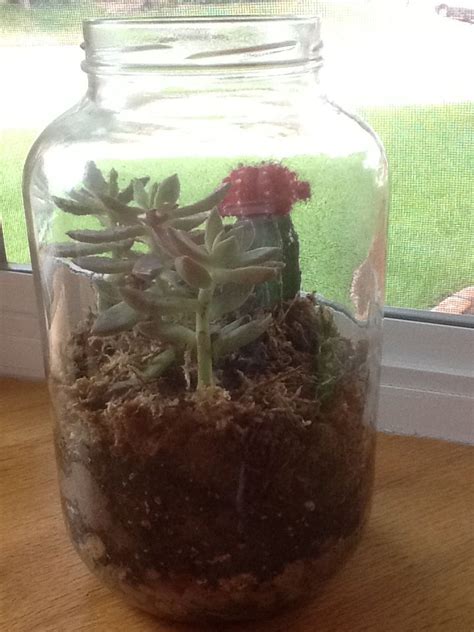 How terrariums came to be (historians call this history). I used a giant pickle jar to create a garden/terrarium for ...