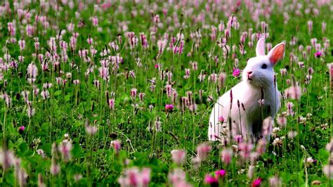 Flowers hd wallpapers in high quality hd and widescreen resolutions from page 2. Cute White Rabbit Is Standing On Green Grass Around ...