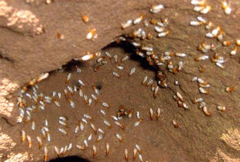 Everything You Need To Know About Termites Part 3 Insight Pest