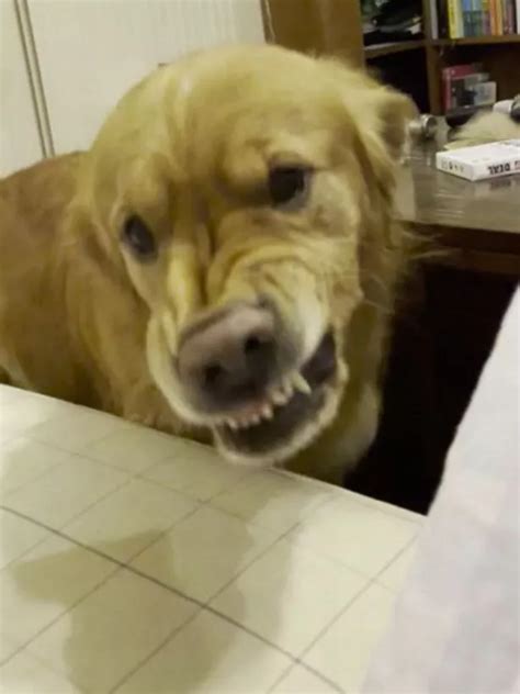 Golden Retriever Learns How To Smile On Command But Ends Up Looking