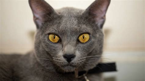 15 Breeds Of Cats With Yellow Eyes