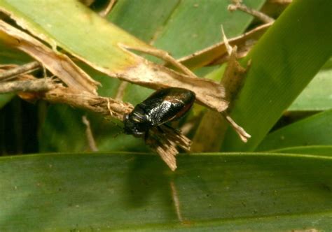 Chinch Bugs In Turfgrass Ohioline Chinch Fescue Bug Control Lawns