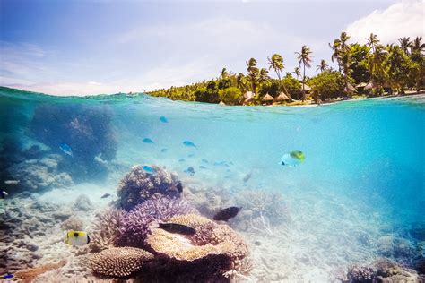 Dive Best Dive Sites In Fiji Paradise Cove Resort Fiji