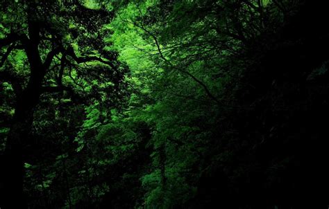 Dark Green Forest Wallpapers Top Free Dark Green Forest Backgrounds