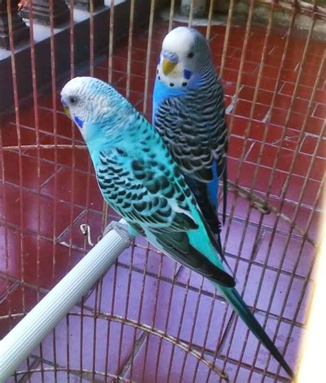 Tips membedakan cucak biru jantan dan betina. Dunia Burung: Macam-macam jenis Burung Parkit