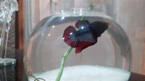 Mysis shrimp are packed with amino acids and nutrients which will keep your betta fish. How to Feed a Betta Fish: 11 Steps (with Pictures) - wikiHow