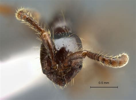 Formicidae Aenictinae Aenictus Carolianus