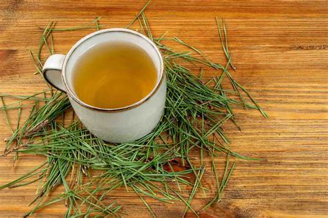 Pine Needle Tea All You Need To Know From Benefits To How To Make