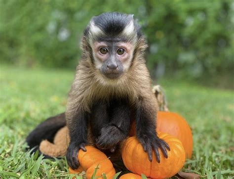 Capuchins Monkey Animals For Sale Chicago Il 348323