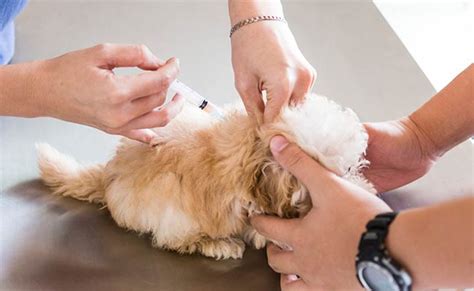 First-Year Puppy Vaccinations; A Complete Guide