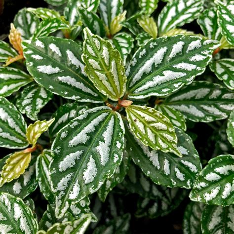 Pilea Cadierei Minima Aluminium Plant Steves Leaves Plants