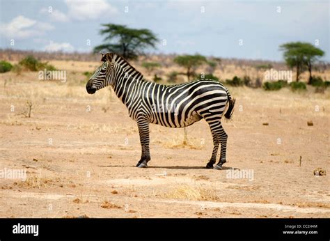 Zebra In The Ruaha National Park Tanzania Stock Photo Alamy