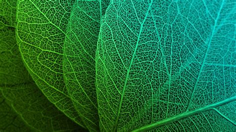 Green Leaves Hd Wallpapers Hd Wallpapers Id 23043