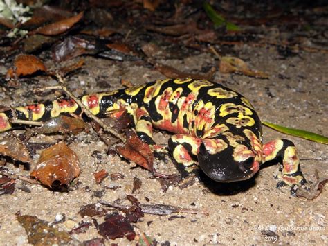 Bioluminescência Reservas Lightalive Parte 2