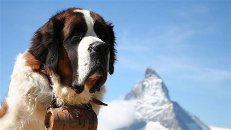 Mountain Dog Breeds The Massive Pup That Could Be Your