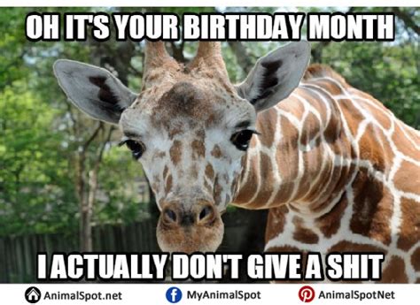 Giraffe Birthday Memes Giraffe Giraffe Birthday Funny Animal Memes