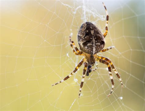 7 Faktů O Pavoucích V Domácnosti Proč Je Nesmíme Zabíjet Prima Living