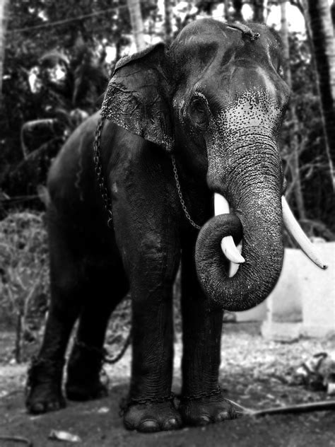 Fotos Gratis En Blanco Y Negro Fauna Silvestre Zoo Mamífero