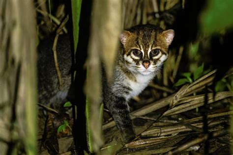 Not Your Domestic Kitten The Top Four Smallest Wild Cats In The World