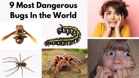 The Top 9 Most Dangerous Bugs In The World Youtube