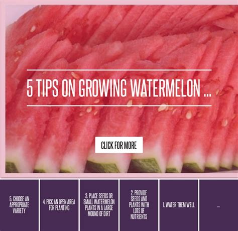 5 Tips On Growing Watermelon Gardening