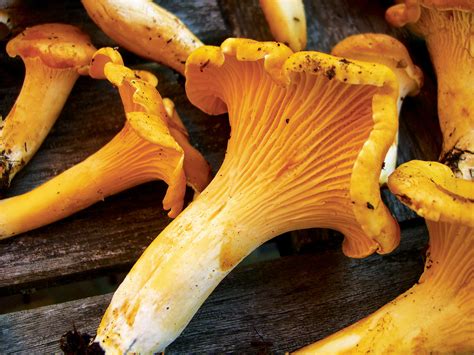 Pacific Golden Chanterelles Washington State Magazine Washington