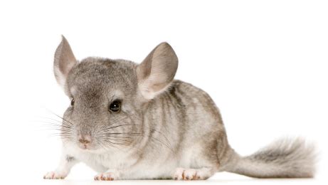 As a member of the aaha, we have met and exceeded the highest standards of veterinary medicine, nursing care, and facility standards for your pet. Chinchillas: Nuestros 10 consejos básicos - mundoAnimalia.com
