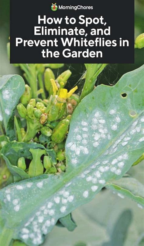 How To Spot And Get Rid Of Whiteflies On Your Garden Plants White