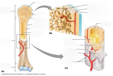Gross Anatomy Of Long Bone Diagram Quizlet