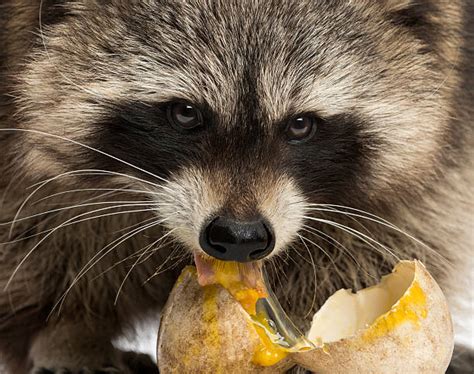Best Raccoon Eating Stock Photos Pictures And Royalty Free Images Istock