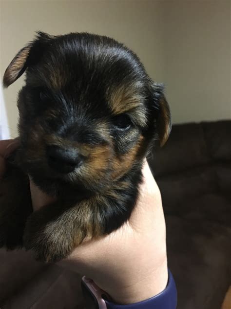 Yorkshire Terrier Puppies For Sale Sacramento Ca 264555