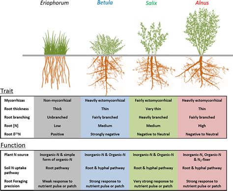Frontiers Impacts Of Arctic Shrubs On Root Traits And Belowground