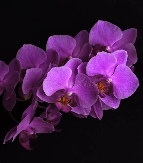 Magenta Orchid Flowers On Black Stock Image Image Of Background