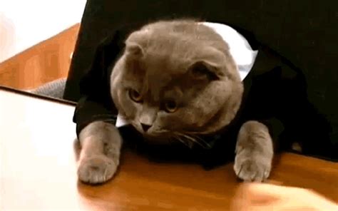 Share the best gifs now >>>. Romanian company makes a cat its manager to get publicity ...