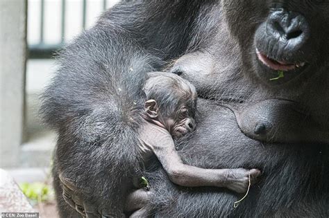 Basels Newborn Gorilla Enjoys A Snooze As Its Mother Faddama Cradles