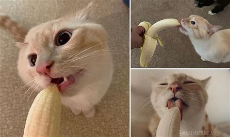 Cat Who Loves Licking Bananas Earns Thousands Of Internet Fans Daily