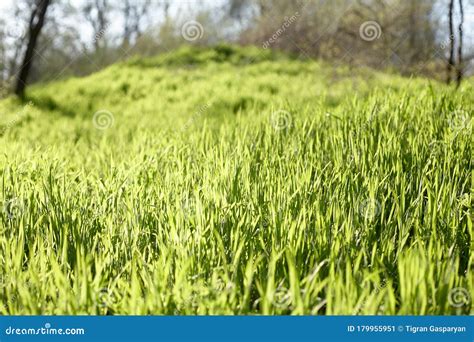 Sunny Grassy Lawn Stock Photo Grass Background Stock Image Image Of