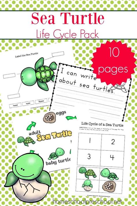 Sea Turtle Life Cycle Worksheets For Kids Turtle Life Cycle Sea