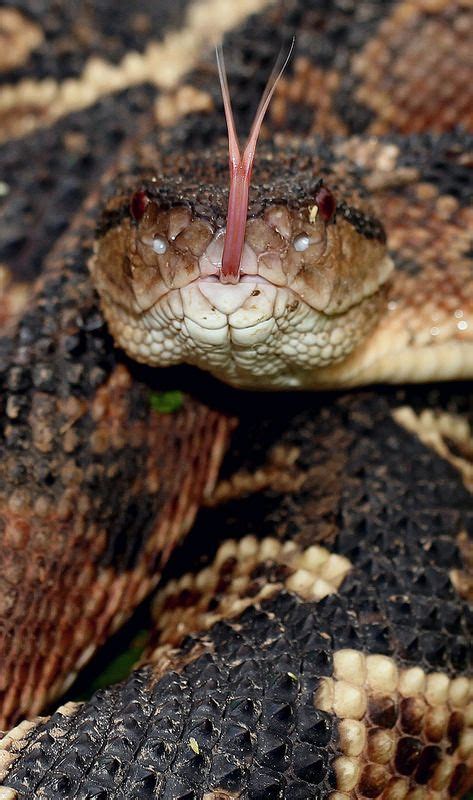 Bushmaster Lachesis Muta Reptiles And Amphibians Beautiful Snakes