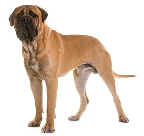 Bullmastiff Dog Breed Information Purina