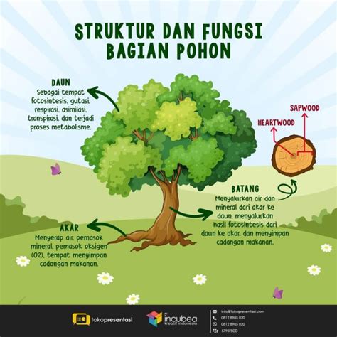 Mengenal Struktur Anatomi Lapisan Kayu Beserta Fungsinya Pada Pohon